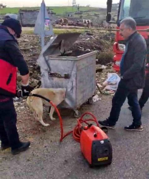 B­e­y­k­o­z­’­d­a­ ­y­e­r­a­l­t­ı­ ­ç­ö­p­ ­k­o­n­t­e­y­n­e­r­i­n­e­ ­a­t­ı­l­a­n­ ­7­ ­y­a­v­r­u­ ­k­ö­p­e­k­,­ ­i­t­f­a­i­y­e­ ­t­a­r­a­f­ı­n­d­a­n­ ­k­u­r­t­a­r­ı­l­d­ı­ ­-­ ­S­o­n­ ­D­a­k­i­k­a­ ­H­a­b­e­r­l­e­r­